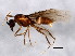  (Lasius latipes - GJU_03-067)  @14 [ ] CreativeCommons - Attribution (2012) CBG Photography Group Centre for Biodiversity Genomics