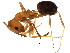  (Dorymyrmex - GJU-04-020)  @15 [ ] CreativeCommons - Attribution (2012) CBG Photography Group Centre for Biodiversity Genomics