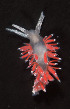  (Flabellina - AC6-11)  @13 [ ] Unspecified (default): All Rights Reserved  Unspecified Unspecified