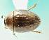  (Cercyon spiniventris - MF1216_2)  @12 [ ] CreativeCommons - Attribution Non-Commercial Share-Alike (2017) Unspecified National Museum, Prague