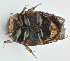  ( - MF1261_1)  @12 [ ] CreativeCommons - Attribution Non-Commercial Share-Alike (2017) Unspecified National Museum, Prague