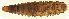  (Cercyon taino - MF1261_L)  @14 [ ] CreativeCommons - Attribution Non-Commercial Share-Alike (2017) Unspecified National Museum, Prague