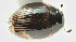  (Cercyon armatipenis - MF1264_2)  @12 [ ] CreativeCommons - Attribution Non-Commercial Share-Alike (2017) Unspecified National Museum, Prague