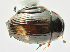  (Cercyon armatipenis - MF1264_5)  @12 [ ] CreativeCommons - Attribution Non-Commercial Share-Alike (2017) Unspecified National Museum, Prague