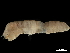  ( - BIOUG44043-D08)  @11 [ ] CreativeCommons - Attribution (2019) CBG Photography Group Centre for Biodiversity Genomics