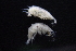  (Photis dolichomata - HF23_04_01)  @11 [ ] Unspecified (default): All Rights Reserved  Unspecified Unspecified