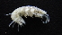  (Cerapodini - HF23_14_03)  @11 [ ] Unspecified (default): All Rights Reserved  Unspecified Unspecified