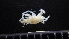  (Podocerus - HF23_15_01)  @11 [ ] Unspecified (default): All Rights Reserved  Unspecified Unspecified