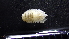  (Exosphaeroma - HF23_19_01)  @11 [ ] Unspecified (default): All Rights Reserved  Unspecified Unspecified