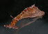  ( - BIOUG01229-D04)  @11 [ ] CreativeCommons - Attribution Non-Commercial Share-Alike (2016) Peter J. Bryant University of California, Irvine