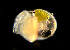  (Aplysiopsis - BIOUG01229-H05)  @11 [ ] CreativeCommons - Attribution Non-Commercial Share-Alike (2016) Peter J. Bryant University of California, Irvine