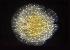  (Corambe pacifica - CCDB-24002-A02)  @11 [ ] Unspecified (default): All Rights Reserved (2017) Peter J. Bryant University of California, Irvine