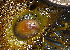  ( - CCDB-36352 H06)  @11 [ ] Unspecified (default): All Rights Reserved (2020) Peter J. Bryant University of California, Irvine