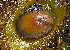  ( - CCDB-36355 A04)  @11 [ ] Unspecified (default): All Rights Reserved (2020) Peter J. Bryant University of California, Irvine