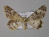  ( - BC ZSM Lep 01392)  @13 [ ] CreativeCommons - Attribution Non-Commercial Share-Alike (2010) Unspecified SNSB, Zoologische Staatssammlung Muenchen