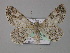  ( - BC ZSM Lep 01393)  @14 [ ] CreativeCommons - Attribution Non-Commercial Share-Alike (2010) Unspecified SNSB, Zoologische Staatssammlung Muenchen