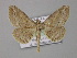  ( - BC ZSM Lep 01403)  @14 [ ] CreativeCommons - Attribution Non-Commercial Share-Alike (2010) Unspecified SNSB, Zoologische Staatssammlung Muenchen