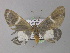  ( - BC ZSM Lep 01411)  @13 [ ] CreativeCommons - Attribution Non-Commercial Share-Alike (2010) Unspecified SNSB, Zoologische Staatssammlung Muenchen