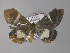  ( - BC ZSM Lep 01412)  @13 [ ] CreativeCommons - Attribution Non-Commercial Share-Alike (2010) Unspecified SNSB, Zoologische Staatssammlung Muenchen
