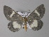  ( - BC ZSM Lep 01413)  @13 [ ] CreativeCommons - Attribution Non-Commercial Share-Alike (2010) Unspecified SNSB, Zoologische Staatssammlung Muenchen
