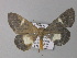  ( - BC ZSM Lep 01414)  @13 [ ] CreativeCommons - Attribution Non-Commercial Share-Alike (2010) Unspecified SNSB, Zoologische Staatssammlung Muenchen