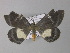  ( - BC ZSM Lep 01415)  @13 [ ] CreativeCommons - Attribution Non-Commercial Share-Alike (2010) Unspecified SNSB, Zoologische Staatssammlung Muenchen