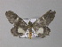  ( - BC ZSM Lep 01416)  @13 [ ] CreativeCommons - Attribution Non-Commercial Share-Alike (2010) Unspecified SNSB, Zoologische Staatssammlung Muenchen