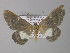  ( - BC ZSM Lep 01418)  @13 [ ] CreativeCommons - Attribution Non-Commercial Share-Alike (2010) Unspecified SNSB, Zoologische Staatssammlung Muenchen