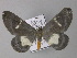  ( - BC ZSM Lep 01419)  @13 [ ] CreativeCommons - Attribution Non-Commercial Share-Alike (2010) Unspecified SNSB, Zoologische Staatssammlung Muenchen