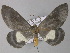  ( - BC ZSM Lep 01422)  @13 [ ] CreativeCommons - Attribution Non-Commercial Share-Alike (2010) Unspecified SNSB, Zoologische Staatssammlung Muenchen