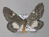  ( - BC ZSM Lep 01423)  @13 [ ] CreativeCommons - Attribution Non-Commercial Share-Alike (2010) Unspecified SNSB, Zoologische Staatssammlung Muenchen