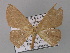  ( - BC ZSM Lep 01941)  @13 [ ] CreativeCommons - Attribution Non-Commercial Share-Alike (2010) Unspecified SNSB, Zoologische Staatssammlung Muenchen