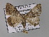  ( - BC ZSM Lep 01963)  @13 [ ] CreativeCommons - Attribution Non-Commercial Share-Alike (2010) Unspecified SNSB, Zoologische Staatssammlung Muenchen