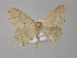  ( - BC ZSM Lep 02206)  @13 [ ] CreativeCommons - Attribution Non-Commercial Share-Alike (2010) Unspecified SNSB, Zoologische Staatssammlung Muenchen
