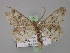  ( - BC ZSM Lep 02310)  @14 [ ] CreativeCommons - Attribution Non-Commercial Share-Alike (2010) Unspecified SNSB, Zoologische Staatssammlung Muenchen