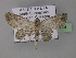  ( - BC ZSM Lep 02509)  @13 [ ] CreativeCommons - Attribution Non-Commercial Share-Alike (2010) Unspecified SNSB, Zoologische Staatssammlung Muenchen