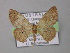  ( - BC ZSM Lep 02553)  @13 [ ] CreativeCommons - Attribution Non-Commercial Share-Alike (2010) Unspecified SNSB, Zoologische Staatssammlung Muenchen