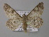  ( - BC ZSM Lep 08345)  @14 [ ] CreativeCommons - Attribution Non-Commercial Share-Alike (2010) Unspecified SNSB, Zoologische Staatssammlung Muenchen