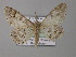  ( - BC ZSM Lep 08362)  @13 [ ] CreativeCommons - Attribution Non-Commercial Share-Alike (2010) Unspecified SNSB, Zoologische Staatssammlung Muenchen
