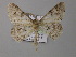  ( - BC ZSM Lep 08363)  @14 [ ] CreativeCommons - Attribution Non-Commercial Share-Alike (2010) Unspecified SNSB, Zoologische Staatssammlung Muenchen