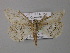  ( - BC ZSM Lep 08372)  @13 [ ] CreativeCommons - Attribution Non-Commercial Share-Alike (2010) Unspecified SNSB, Zoologische Staatssammlung Muenchen