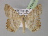  ( - BC ZSM Lep 10414)  @14 [ ] CreativeCommons - Attribution Non-Commercial Share-Alike (2010) Unspecified SNSB, Zoologische Staatssammlung Muenchen