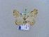  ( - BC ZSM Lep 10477)  @13 [ ] CreativeCommons - Attribution Non-Commercial Share-Alike (2010) Unspecified SNSB, Zoologische Staatssammlung Muenchen