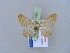  ( - BC ZSM Lep 10591)  @13 [ ] CreativeCommons - Attribution Non-Commercial Share-Alike (2010) Unspecified SNSB, Zoologische Staatssammlung Muenchen
