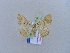  ( - BC ZSM Lep 10593)  @12 [ ] CreativeCommons - Attribution Non-Commercial Share-Alike (2010) Unspecified SNSB, Zoologische Staatssammlung Muenchen