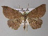  ( - BC ZSM Lep 10699)  @14 [ ] CreativeCommons - Attribution Non-Commercial Share-Alike (2010) Axel Hausmann/Bavarian State Collection of Zoology (ZSM) SNSB, Zoologische Staatssammlung Muenchen