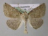  ( - BC ZSM Lep 10700)  @13 [ ] CreativeCommons - Attribution Non-Commercial Share-Alike (2010) Axel Hausmann/Bavarian State Collection of Zoology (ZSM) SNSB, Zoologische Staatssammlung Muenchen