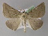  ( - BC ZSM Lep 10701)  @14 [ ] CreativeCommons - Attribution Non-Commercial Share-Alike (2010) Axel Hausmann/Bavarian State Collection of Zoology (ZSM) SNSB, Zoologische Staatssammlung Muenchen
