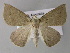  ( - BC ZSM Lep 10702)  @14 [ ] CreativeCommons - Attribution Non-Commercial Share-Alike (2010) Axel Hausmann/Bavarian State Collection of Zoology (ZSM) SNSB, Zoologische Staatssammlung Muenchen
