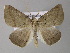  ( - BC ZSM Lep 10703)  @14 [ ] CreativeCommons - Attribution Non-Commercial Share-Alike (2010) Axel Hausmann/Bavarian State Collection of Zoology (ZSM) SNSB, Zoologische Staatssammlung Muenchen